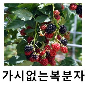 슈퍼블랙베리나무 묘목 가시없는 복분자 삽목2년 특묘 4주묶음