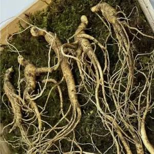 산양삼 장뇌삼 7년근 50뿌리 (500g) 어버이날 부모님 상견례 기업 명절 선물