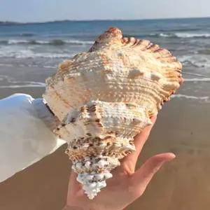 대형 나팔고둥 고동 천연장식품 소라껍데기 껍데기