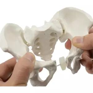 소형 축소 여성 골반 인체 뼈 모형 장식 병원인테리어