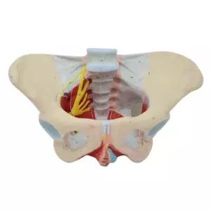 여성 골반 신경 근육 인체 해부 입체 병원 모형 실험