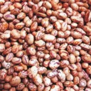 얼룩 넝쿨 강남콩 채소 씨앗 씨 종자 품종 콩 30g WA3FD0A