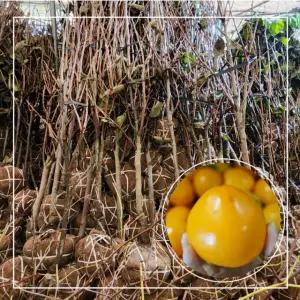 월하 감나무 월하감 월하시 묘목 4년생 결실주 분묘 서울농원