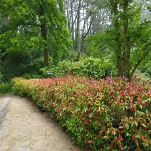 레드로빈 홍가시나무 3년생 분묘 생울타리 조경 월동가능 서울농원묘목