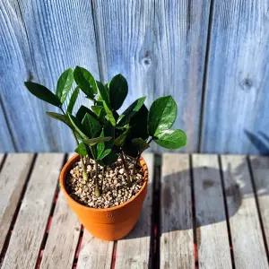 이랑 토분 금전수 식물화분 인테리어 금전 화분