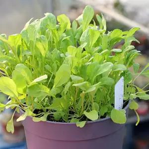 지렁이배양토 화분 루꼴라 씨앗 비료 텃밭 세트실내식물 인테리어 미니 사무실 소형 키우기 거실