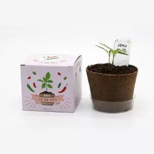 5인세트 유치원 어린이식물키우기 고추DIY 모종키우기 미니텃밭 자연과학