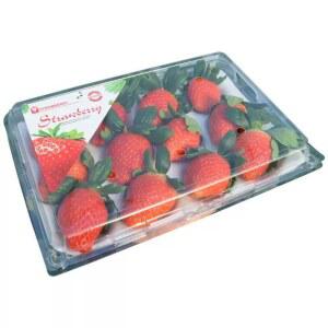 딸기 난좌 포장 충전재 산지발송 내피 완충제 플라스틱 100개 10칸 완충재