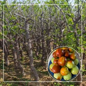 서울농원묘목/사과대추 나무 다왕자오 5년생 분묘 결실주 