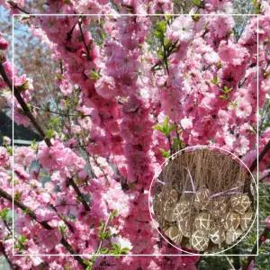 서울농원묘목/옥매화 오이도 매화나무 개화주 3년생 분묘 홍매화