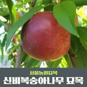 서울농원묘목/신비 (천도) 복숭아나무 3년생 결실주 분묘