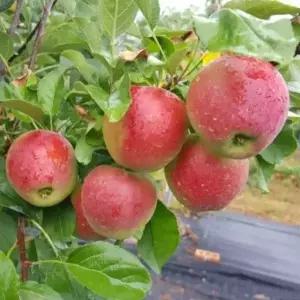 서울농원묘목/루비에스 미니 사과나무 5년생 결실주 분묘 정원수