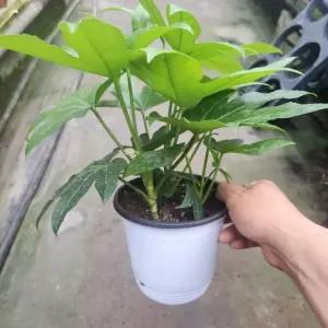 팔손이 플랜테리어 나무 실내공기정화식물 실내화분 공기정화 A06