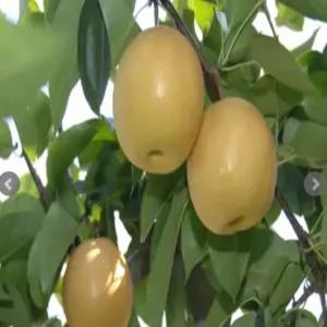 배나무묘목 돌배나무묘목 2년생 접목 유실수 약용수 조경수 꽃나무(TB)