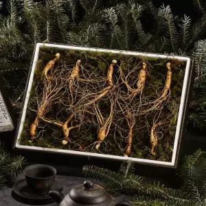 [NS홈쇼핑][자연삼가] 강원도 토종 산양산삼 선물세트 5-6년근 (10뿌리)..[35682790]