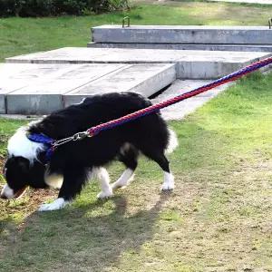 대형견 목줄 로프줄 반려견 리드줄 애견목줄 대형견산책줄