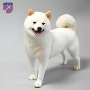 인테리어 피규어 강아지 전신 장식 인형 팝아트