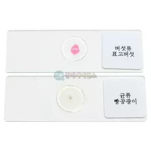 (SA) 빵곰팡이 표고버섯 영구 프레파라트(2종 1조)립 어린이과학 공부 선물 유치원 장난감 실험키트 세트