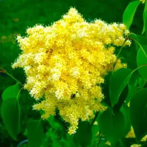 라일락 라인업 베이징골드라일락 접목 H80cm전후 묘목