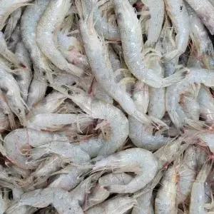 급냉 중하새우 봉댕이 새우 1kg(60~80미)