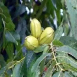 피칸나무(스튜어트)_접목1년 뿌리묘 /유실수/정원수/묘목/K0188