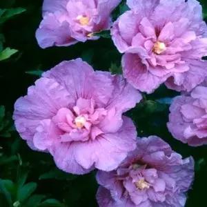 묘목 겹무궁화나무( 라벤더 ) _[ 6치포트묘 ] 조경수/정원수/K0320