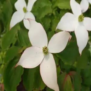 묘목 산딸나무( 화이트더스트 ) _[ 접목1년 포트묘 ] 조경수/정원수/K0322