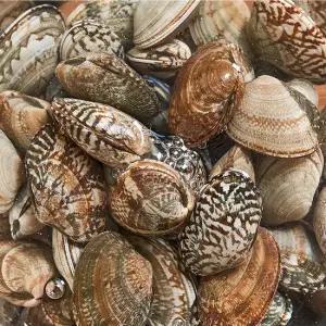 바지락 1kg 110미내외