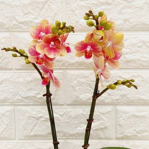 호접란 금나비23