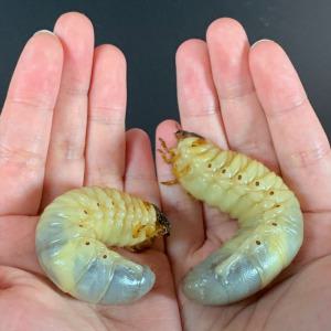 장수풍뎅이 유충