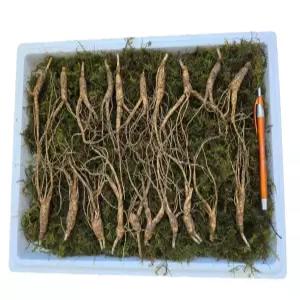 천생삼 산양산삼 못난이 파지삼 5~6년근 A급 10뿌리 산삼 산양삼 장뇌삼