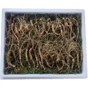 천생삼 산양산삼 씨삼 소삼 8-9년근 30뿌리 산삼 산양삼 장뇌삼