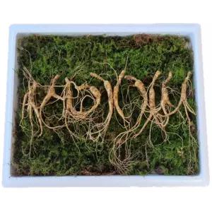 천생삼 야생방치삼 10~11년근 못난이 파지삼 10뿌리 산삼 산양삼 산양산삼 장뇌삼