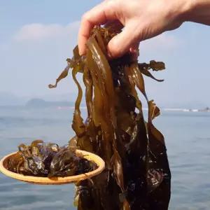 물미역 생미역 산모 자연산 꼬득 생물 돌아기 통영 제철 당일채취 2kg