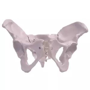 골반 모형 여성 외과 성교육 교구 실습 대퇴골 해골