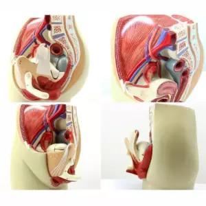 비뇨기과 여성 생식기 성교육 인체 모형 병원인테리어