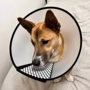 반투명 강아지 넥카라 깔대기 1호 강아지넥카라 고양이넥카라