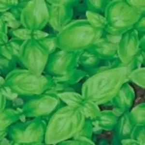 허브씨앗 꽃씨 허브종자 허브바실씨앗 50립꽃씨 바실허브종자 (WFJ7CQS)