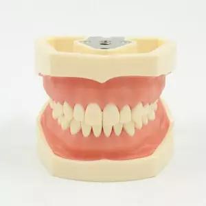 구강위생교육 우리몸의 구조기능 인체기관 치아분리형 모형 28치아 병원