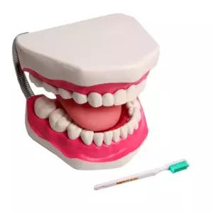 교육용 치아 이빨 모형 양치질 교구+칫솔 단면모형 교재 인체탐구