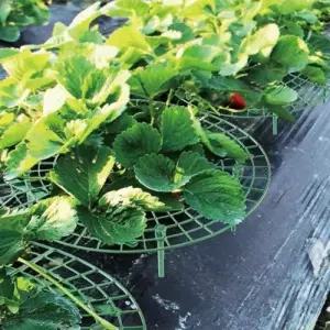 모종 딸기재배 작물 과일 키우기 받침대 거치대 WFLPINJ