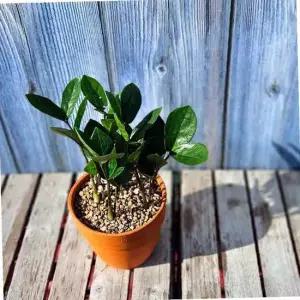 TC 이랑 토분 금전수 - 돈나무 공기정화식물 집들이선물