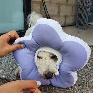 꽃피는 강아지 고양이 쿠션 넥카라 퍼플 L