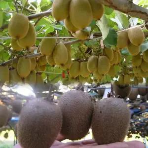 국산 그린키위 참다래 토종키위 10kg 랜덤과 다래