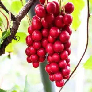 오미자나무 오미자묘목 10그루 2년생 10그루 유실수 약용수 조경수 꽃나무(TB)