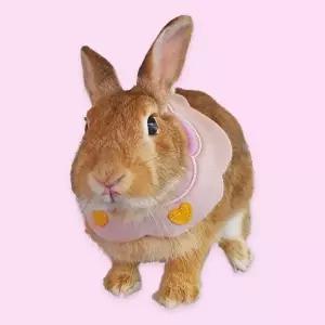 고품질 애견스카프 반려동물 턱받침 B 소 고양이스카프 애견스카프 고양이스카프 토끼옷 WFIPEZE