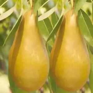 서양배나무(허니스위트)_접목1년/유실수/정원수/묘목/K0054