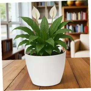 [셀러에이드]자동 급수 인테리어 화분 수위 표시 화이트 분갈이 실내 식물 관리