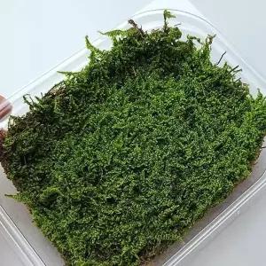 [골드스마일]생이끼 석부작 다육이 분경 깃털식물 장식 화분 털깃이끼 소품