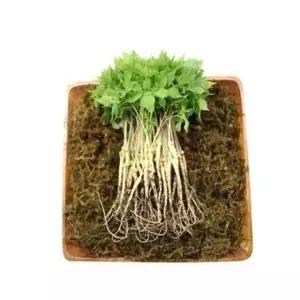 VDG 유황 새싹삼 중 25cm내외 50뿌리